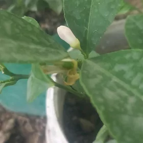 Limon sitil 