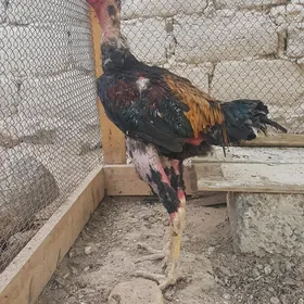TAŞKENT HORAZ