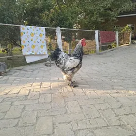 bramo horaz