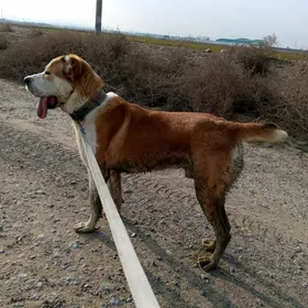it