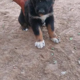 Awçarka