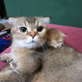 Шотландские вислоухие