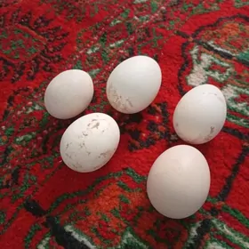 Taşkent yumurtga