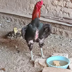 horaz