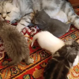 шотландские вислоухие котята
