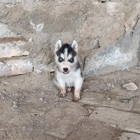 Haski çagasy arassa