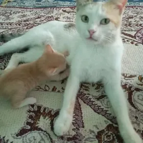 pişik