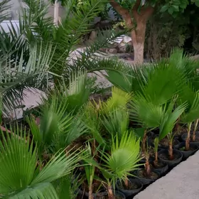 PALMA