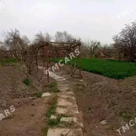 T.gala şaheri