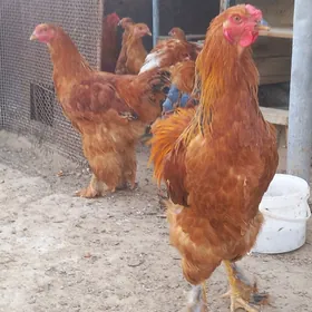 brama gigantlar horaz