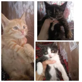 Котята