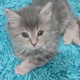британские котята