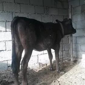 TÜWE