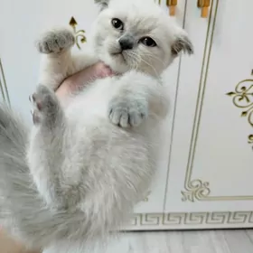 шотландский котят pişijek