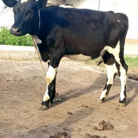 Tuwe