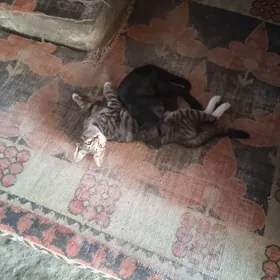 Pişik