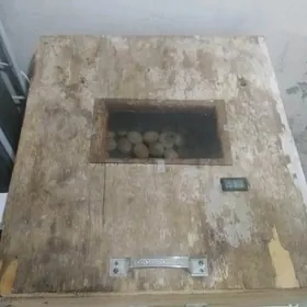 inkubator