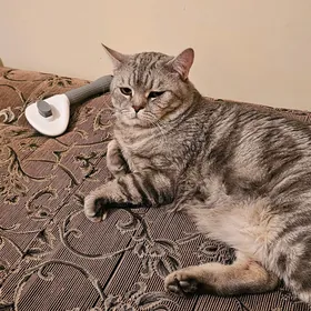 Кот