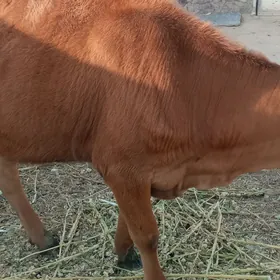 гачар