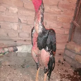 NEMIS OZBEK