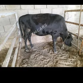 oküzçe gulojun aljak