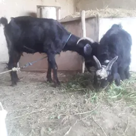Owlakly geçi
