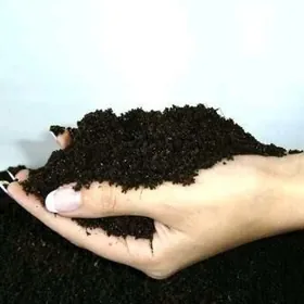 biogumus we gurçuk
