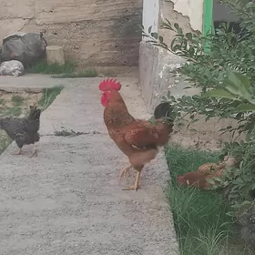 Satlyk Horaz Dayow