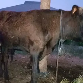 öküz siwes yerli tohum