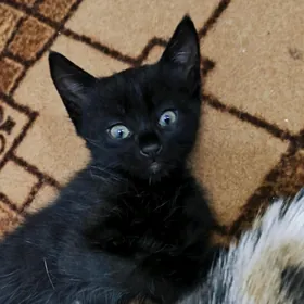котята