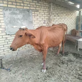 Goleli sygyr