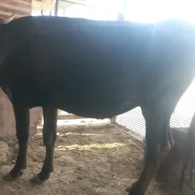 sygyr