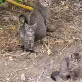 Отдаем котят
