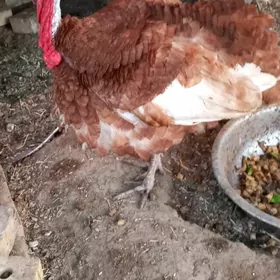 erkek induk