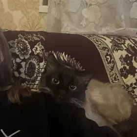 сиамский кот
