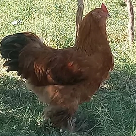 horaz