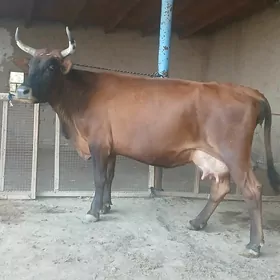 goleli