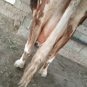 addusy Swet goleli sygyr