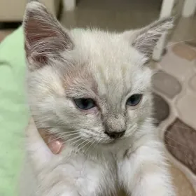 котенок