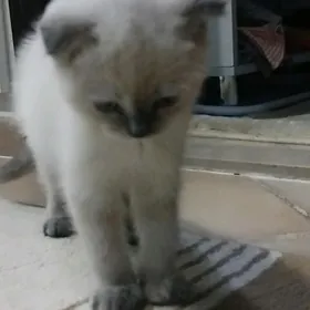 котенок
