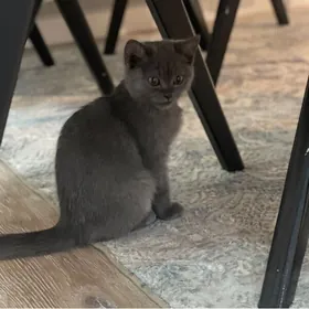 ШОТЛАНДСКИЙ КОТИК