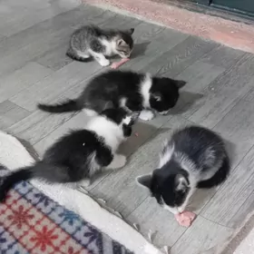 Котята