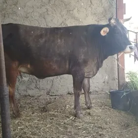 sygyr