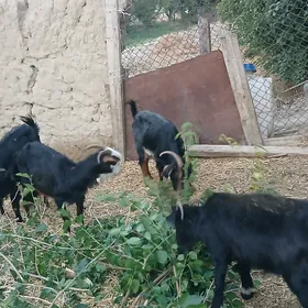 geci