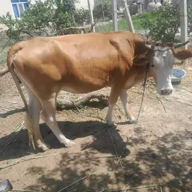 tuwe