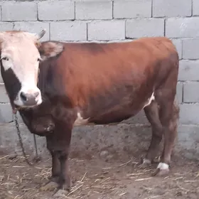 Bakylan yaş sygyr