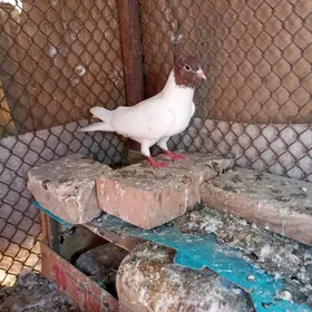 kepderi