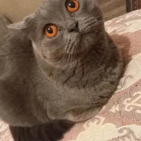 Кошка Британка