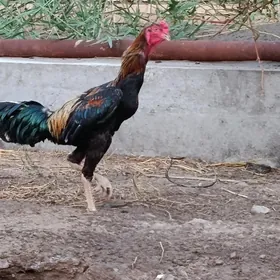 horaz