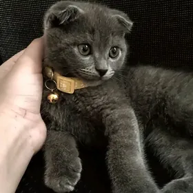 Шотландский вислоухий котенок
